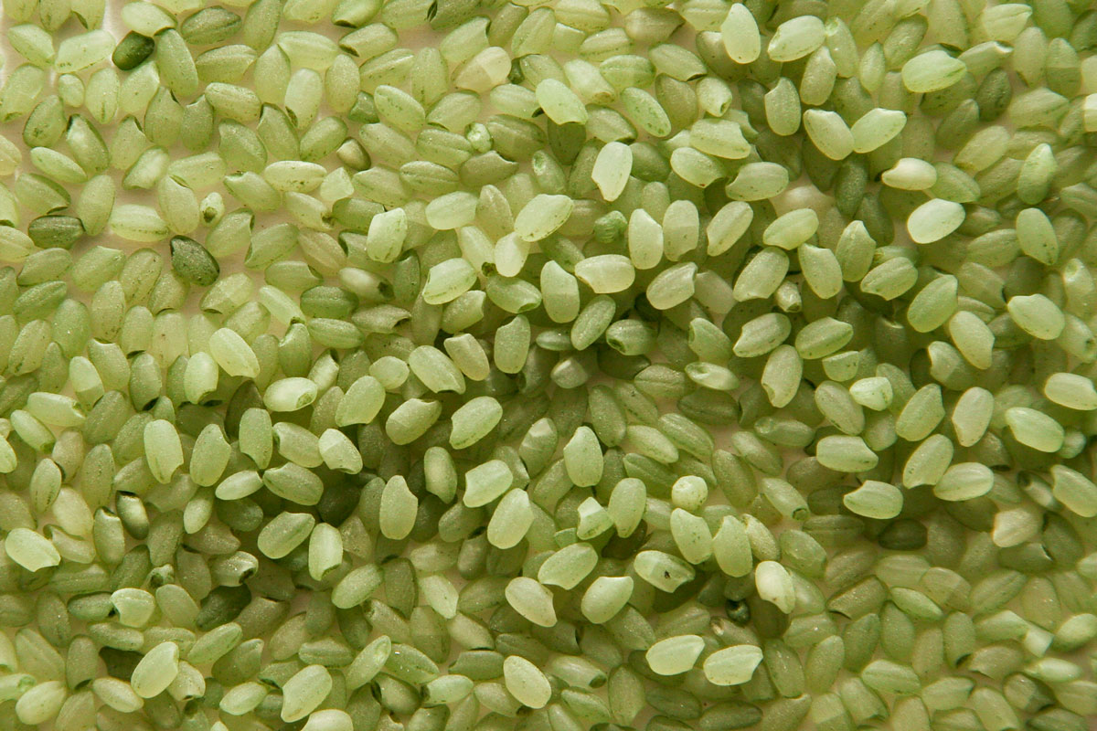 Bamboo Rice - Zursun Idaho Heirloom Beans